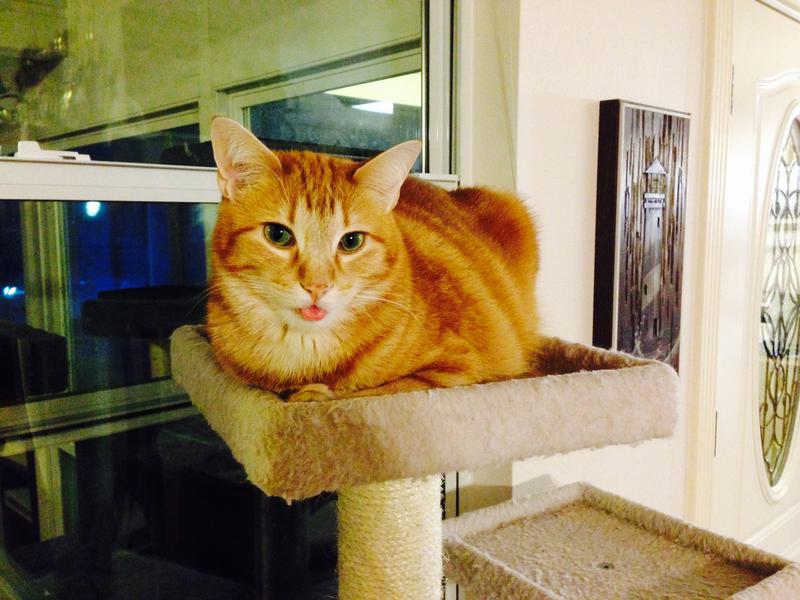 Crazy K Farm Pet and Poultry Products